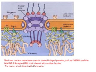 The inner nuclear membrane contain several integral proteins,such as EMERIN and the
LAMINA B Receptor(LBR) that interact with nuclear lamins.
The lamins also interact with Chromatin.
 