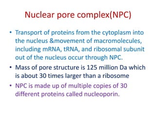 Nuclear pore complex(NPC)
• Transport of proteins from the cytoplasm into
the nucleus &movement of macromolecules,
including mRNA, tRNA, and ribosomal subunit
out of the nucleus occur through NPC.
• Mass of pore structure is 125 million Da which
is about 30 times larger than a ribosome
• NPC is made up of multiple copies of 30
different proteins called nucleoporin.
 