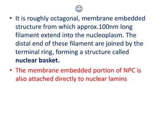 
• It is roughly octagonal, membrane embedded
structure from which approx.100nm long
filament extend into the nucleoplasm. The
distal end of these filament are joined by the
terminal ring, forming a structure called
nuclear basket.
• The membrane embedded portion of NPC is
also attached directly to nuclear lamins
 