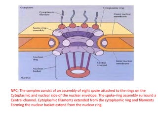 NPC; The complex consist of an assembly of eight spoke attached to the rings on the
Cytoplasmic and nuclear side of the nuclear envelope. The spoke-ring assembly surround a
Central channel. Cytoplasmic filaments extended from the cytoplasmic ring and filaments
Forming the nuclear basket extend from the nuclear ring.
 