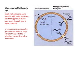 Molecular traffic through
NPC
Small molecules and some
proteins with molecular mass
less than approx.20-40 Kd
pass freely through pore in
either direction.
In contrast, macromolecules
(proteins and RNAs of large
size)are transported by a
selective, energy dependent
mechanism.
 