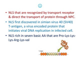 
• NLS that are recognized by transport receptor
& direct the transport of protein through NPC.
• NLS first discovered in simian virus 40 (SV40)
T-antigen, a virus encoded protein that
initiates viral DNA replication in infected cell.
• NLS rich in seven basic AA that are Pro-Lys-Lys-
Lys-Arg-Lys-val
 