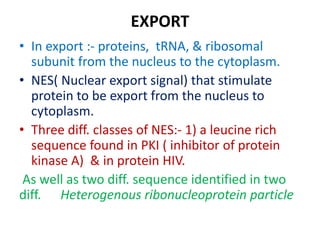 EXPORT
• In export :- proteins, tRNA, & ribosomal
subunit from the nucleus to the cytoplasm.
• NES( Nuclear export signal) that stimulate
protein to be export from the nucleus to
cytoplasm.
• Three diff. classes of NES:- 1) a leucine rich
sequence found in PKI ( inhibitor of protein
kinase A) & in protein HIV.
As well as two diff. sequence identified in two
diff. Heterogenous ribonucleoprotein particle
 