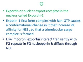 
• Exportin or nuclear export receptor in the
nucleus called Exportin-1
• Expotin-1 first form complex with Ran-GTP causes
a conformational change in it that increase its
affinity for NES , so that a trimolecular cargo
complex is formed
• Like importin, exportin interact transiently with
FG-repeats in FG nucleoporin & diffuse through
NPC
 