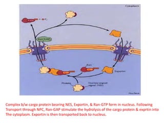 Complex b/w cargo protein bearing NES, Exportin, & Ran-GTP form in nucleus. Following
Transport through NPC, Ran-GAP stimulate the hydrolysis of the cargo protein & exprtin into
The cytoplasm. Exportin is then transported back to nucleus.
 