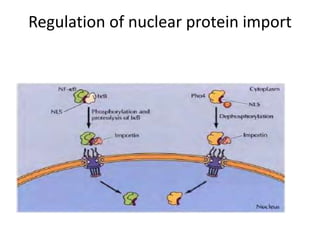Regulation of nuclear protein import
 