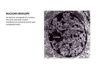 NUCLEAR ENVELOPE
An electron micrograph of a nucleus.
The inner and outer nuclear
membrane are joined at nuclear pore
complexs(arrows).
 