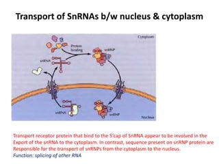 Transport of SnRNAs b/w nucleus & cytoplasm
Transport receptor protein that bind to the 5’cap of SnRNA appear to be involved in the
Export of the snRNA to the cytoplasm. In contrast, sequence present on snRNP protein are
Responsible for the transport of snRNPs from the cytoplasm to the nucleus.
Function: splicing of other RNA
 
