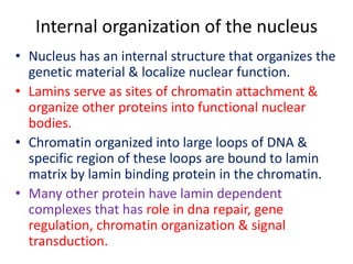 Internal organization of the nucleus
• Nucleus has an internal structure that organizes the
genetic material & localize nuclear function.
• Lamins serve as sites of chromatin attachment &
organize other proteins into functional nuclear
bodies.
• Chromatin organized into large loops of DNA &
specific region of these loops are bound to lamin
matrix by lamin binding protein in the chromatin.
• Many other protein have lamin dependent
complexes that has role in dna repair, gene
regulation, chromatin organization & signal
transduction.
 