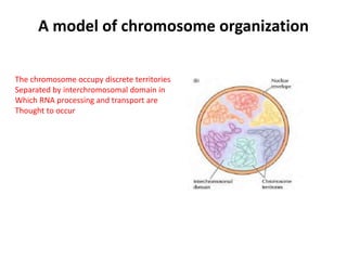 A model of chromosome organization
The chromosome occupy discrete territories
Separated by interchromosomal domain in
Which RNA processing and transport are
Thought to occur
 