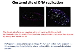 Clustered site of DNA replication
The discrete site of dna was visualized within cell nuclei by labelling cell with
Bromodeoxyuridine, an analog of thymidine that is incorporated into dna and then detected
By staining with fluorescent Ab
DNA replication appears to take place in large structure that contain multiple replication
Complexes organized into distinct functional bodies , which have been called replication
Factories.
 