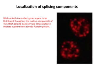 Localization of splicing components
While actively transcribed genes appear to be
Distributed throughout the nucleus, components of
The mRNA splicing machinery are concentrated in
Discrete nuclear bodies termed nuclear speckles.
 