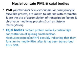 Nuclei contain PML & cajal bodies
• PML (nuclear dots or nuclear bodies or promyelocytic
leukemia protein) are known to interact with chromatin
& are the site of accumulation of transcription factors &
chromatin modifying proteins (such as histone
deacetylases).
• Cajal bodies contain protein coilin & contain high
concentration of splicing small nuclear-
ribonucleoprotein(snRNP) possibly indicating that they
function to modify RNA after it has been transcribed
from DNA.
 