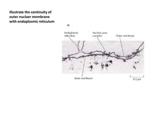 Illustrate the continuity of
outer nuclaer membrane
with endoplasmic reticulum
 