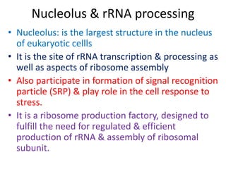 Nucleolus & rRNA processing
• Nucleolus: is the largest structure in the nucleus
of eukaryotic cellls
• It is the site of rRNA transcription & processing as
well as aspects of ribosome assembly
• Also participate in formation of signal recognition
particle (SRP) & play role in the cell response to
stress.
• It is a ribosome production factory, designed to
fulfill the need for regulated & efficient
production of rRNA & assembly of ribosomal
subunit.
 