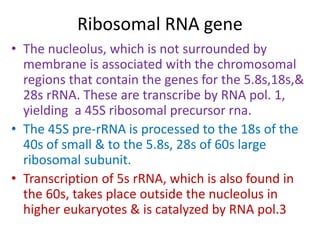 Ribosomal RNA gene
• The nucleolus, which is not surrounded by
membrane is associated with the chromosomal
regions that contain the genes for the 5.8s,18s,&
28s rRNA. These are transcribe by RNA pol. 1,
yielding a 45S ribosomal precursor rna.
• The 45S pre-rRNA is processed to the 18s of the
40s of small & to the 5.8s, 28s of 60s large
ribosomal subunit.
• Transcription of 5s rRNA, which is also found in
the 60s, takes place outside the nucleolus in
higher eukaryotes & is catalyzed by RNA pol.3
 