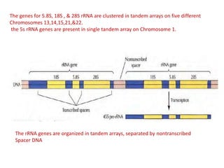 The genes for 5.8S, 18S , & 28S rRNA are clustered in tandem arrays on five different
Chromosomes 13,14,15,21,&22.
the 5s rRNA genes are present in single tandem array on Chromosome 1.
The rRNA genes are organized in tandem arrays, separated by nontranscribed
Spacer DNA
 