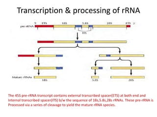 Transcription & processing of rRNA
The 45S pre-rRNA transcript contains external transcribed spacer(ETS) at both end and
Internal transcribed spacer(ITS) b/w the sequence of 18s,5.8s,28s rRNAs. These pre-rRNA is
Processed via a series of cleavage to yield the mature rRNA species.
 