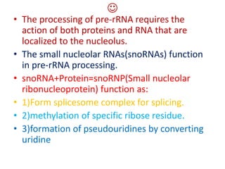 
• The processing of pre-rRNA requires the
action of both proteins and RNA that are
localized to the nucleolus.
• The small nucleolar RNAs(snoRNAs) function
in pre-rRNA processing.
• snoRNA+Protein=snoRNP(Small nucleolar
ribonucleoprotein) function as:
• 1)Form splicesome complex for splicing.
• 2)methylation of specific ribose residue.
• 3)formation of pseudouridines by converting
uridine
 