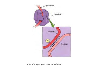 Role of snoRNAs in base modification
 