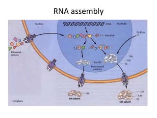 RNA assembly
 