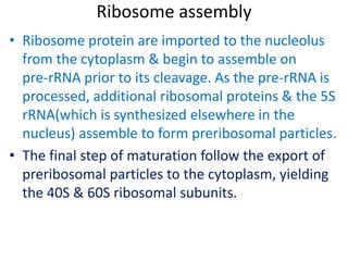 Ribosome assembly
• Ribosome protein are imported to the nucleolus
from the cytoplasm & begin to assemble on
pre-rRNA prior to its cleavage. As the pre-rRNA is
processed, additional ribosomal proteins & the 5S
rRNA(which is synthesized elsewhere in the
nucleus) assemble to form preribosomal particles.
• The final step of maturation follow the export of
preribosomal particles to the cytoplasm, yielding
the 40S & 60S ribosomal subunits.
 