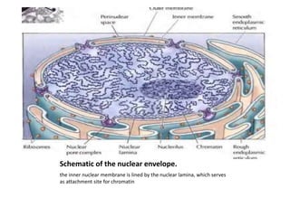 Schematic of the nuclear envelope.
the inner nuclear membrane is lined by the nuclear lamina, which serves
as attachment site for chromatin
 