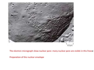 The electron micrograph show nuclear pore: many nuclear pore are visible in this freeze
Preparation of the nuclear envelope
 