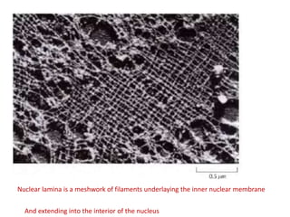 Nuclear lamina is a meshwork of filaments underlaying the inner nuclear membrane
And extending into the interior of the nucleus
 