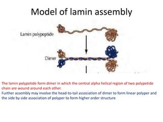 Model of lamin assembly
The lamin polypetide form dimer in which the central alpha helical region of two polypetide
chain are wound around each other.
Further assembly may involve the head-to-tail association of dimer to form linear polyper and
the side by side association of polyper to form higher order structure
 