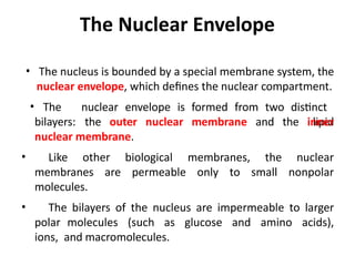 Nucleus structure and the traffic between nucleus and cytoplasm | PPTX
