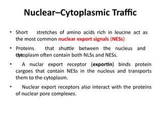 Nucle Export Nucleus structure and the traffic between nucleus and cytoplasm | PPTX