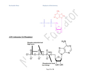Nucleotides & Nucleic Acids Notes for Biophysics and Biochemistry | PDF