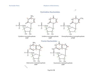 Nucleotides & Nucleic Acids Notes for Biophysics and Biochemistry | PDF
