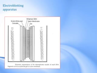 Electroblotting
apparatus
 