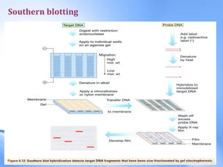 Southern blotting
 