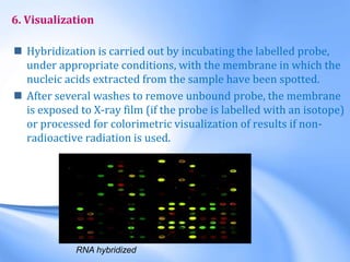6. Visualization
 Hybridization is carried out by incubating the labelled probe,
under appropriate conditions, with the membrane in which the
nucleic acids extracted from the sample have been spotted.
 After several washes to remove unbound probe, the membrane
is exposed to X-ray film (if the probe is labelled with an isotope)
or processed for colorimetric visualization of results if non-
radioactive radiation is used.
RNA hybridized
 