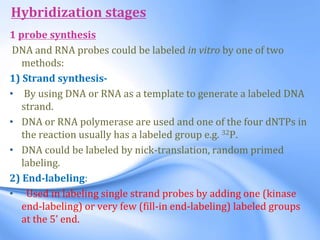 1 probe synthesis
DNA and RNA probes could be labeled in vitro by one of two
methods:
1) Strand synthesis-
• By using DNA or RNA as a template to generate a labeled DNA
strand.
• DNA or RNA polymerase are used and one of the four dNTPs in
the reaction usually has a labeled group e.g. 32P.
• DNA could be labeled by nick-translation, random primed
labeling.
2) End-labeling:
• Used in labeling single strand probes by adding one (kinase
end-labeling) or very few (fill-in end-labeling) labeled groups
at the 5’ end.
Hybridization stages
 