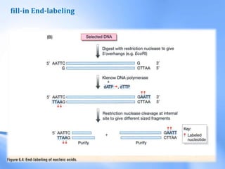 fill-in End-labeling
 