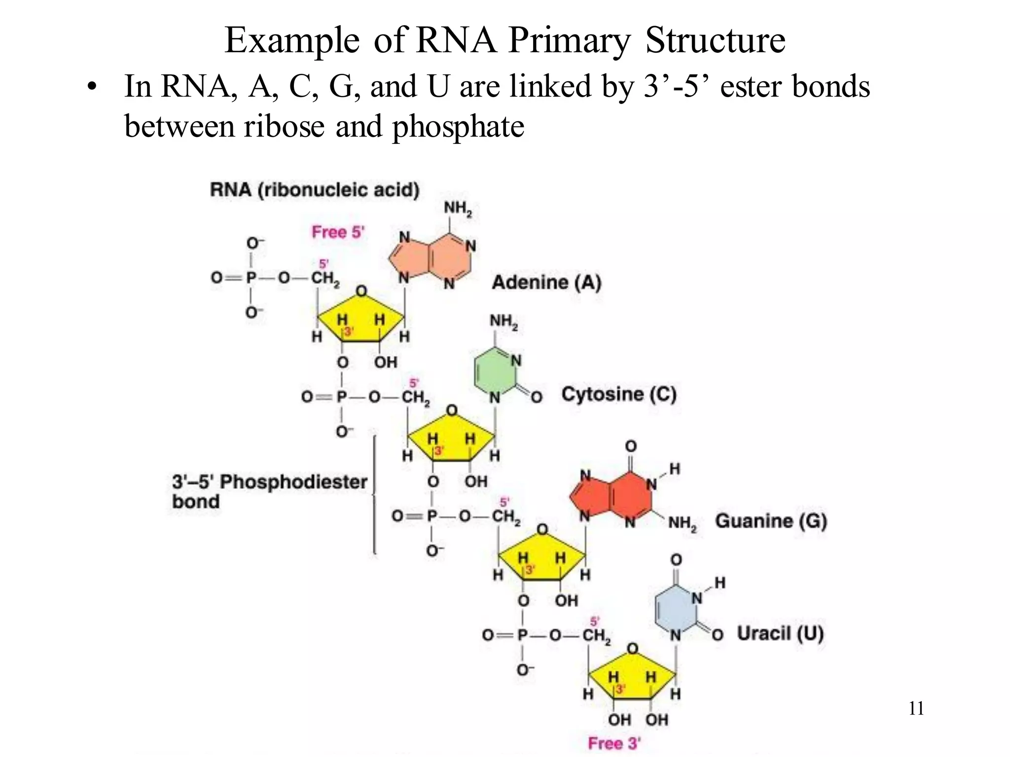 Example of RNA Primary Structure
• In RNA, A, C, G, and U are linked by 3’-5’ ester bonds
between ribose and phosphate
11
 