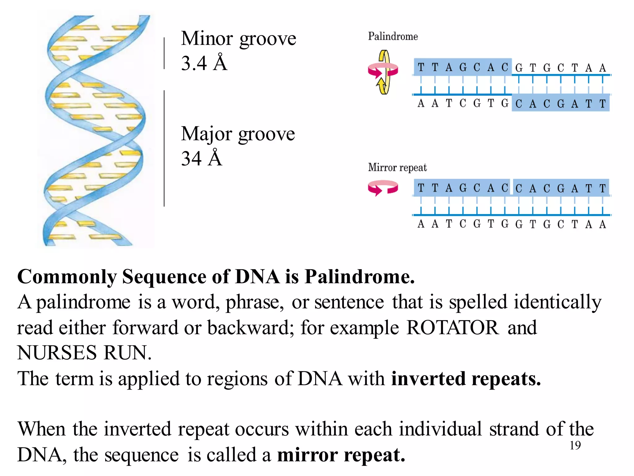 Minor groove
3.4 Å
Major groove
34 Å
Commonly Sequence of DNA is Palindrome.
A palindrome is a word, phrase, or sentence that is spelled identically
read either forward or backward; for example ROTATOR and
NURSES RUN.
The term is applied to regions of DNA with inverted repeats.
When the inverted repeat occurs within each individual strand of the
DNA, the sequence is called a mirror repeat.
19
 