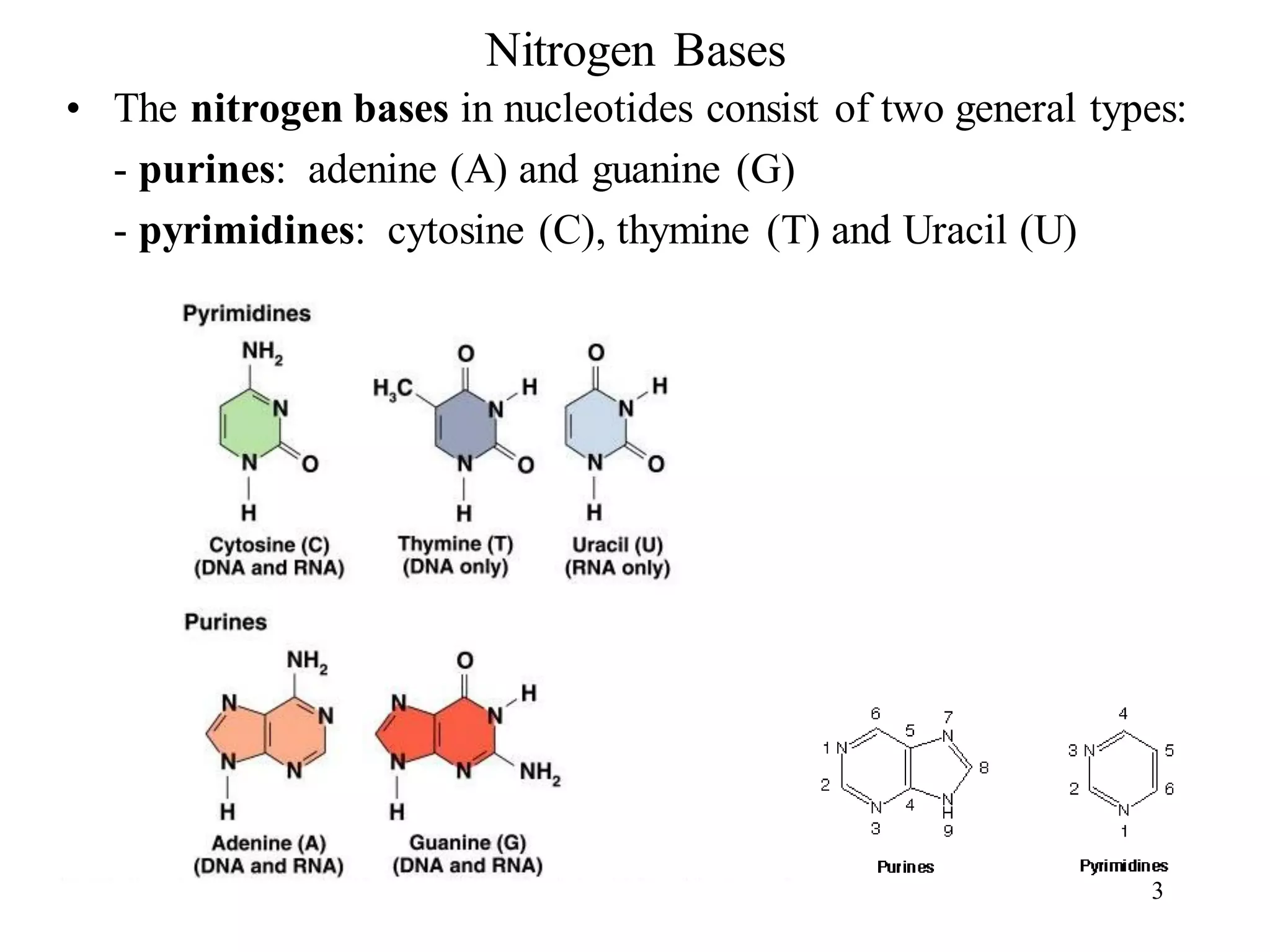 Nitrogen Bases
• The nitrogen bases in nucleotides consist of two general types:
- purines: adenine (A) and guanine (G)
- pyrimidines: cytosine (C), thymine (T) and Uracil (U)
3
 