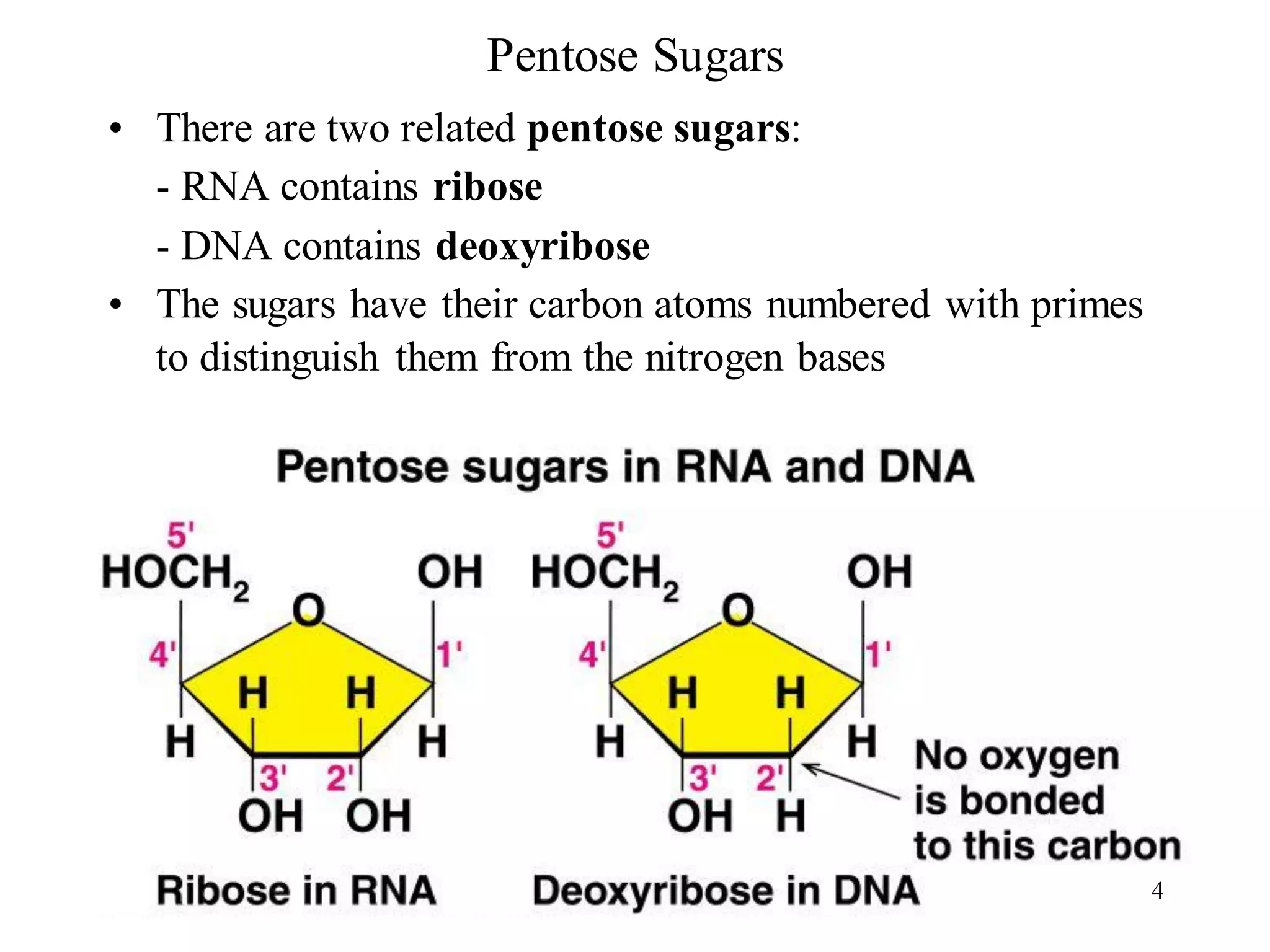 Pentose Sugars
• There are two related pentose sugars:
- RNA contains ribose
- DNA contains deoxyribose
• The sugars have their carbon atoms numbered with primes
to distinguish them from the nitrogen bases
4
 