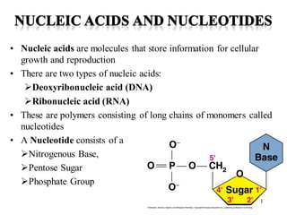• Nucleic acids are molecules that store information for cellular
growth and reproduction
• There are two types of nucleic acids:
➢Deoxyribonucleic acid (DNA)
➢Ribonucleic acid (RNA)
• These are polymers consisting of long chains of monomers called
nucleotides
• A Nucleotide consists of a
➢Nitrogenous Base,
➢Pentose Sugar
➢Phosphate Group
1
 