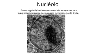 Nucléolo 
Es una región del núcleo que se considera una estructura 
supra-macromolecular, que no posee membrana que lo limite. 
 