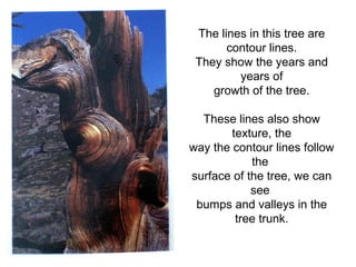 The lines in this tree are 
contour lines. 
They show the years and 
years of 
growth of the tree. 
These lines also show 
texture, the 
way the contour lines follow 
the 
surface of the tree, we can 
see 
bumps and valleys in the 
tree trunk. 
 
