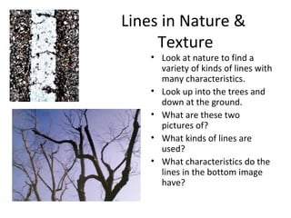 Lines in Nature & 
Texture 
• Look at nature to find a 
variety of kinds of lines with 
many characteristics. 
• Look up into the trees and 
down at the ground. 
• What are these two 
pictures of? 
• What kinds of lines are 
used? 
• What characteristics do the 
lines in the bottom image 
have? 
 