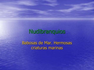 Nudibranquios
Babosas de Mar. Hermosas
criaturas marinas
 