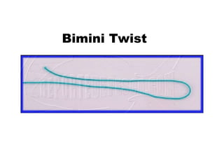 Bimini Twist
 