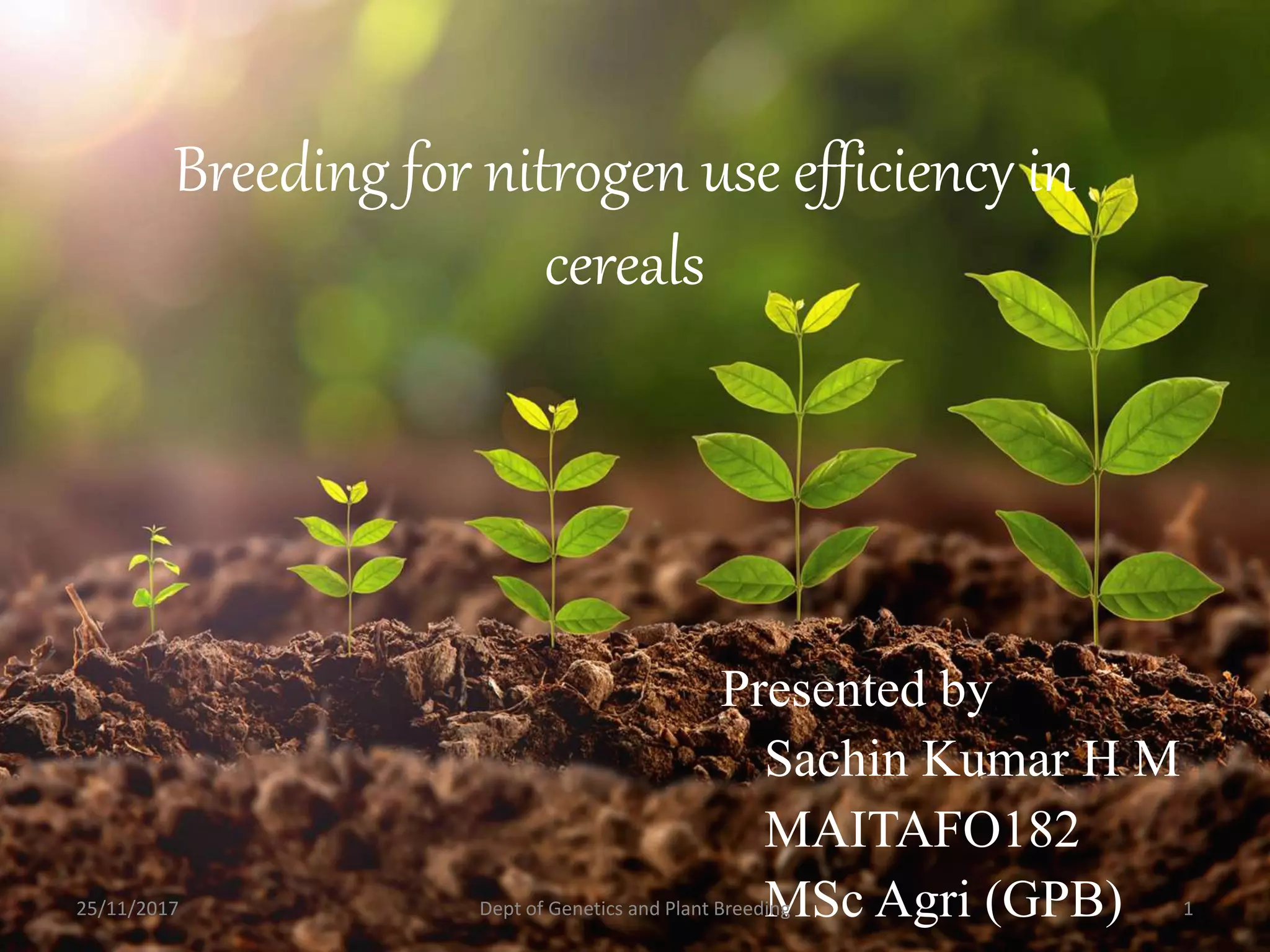 Breeding for nitrogen use efficiency in cereals | PPTX | Agriculture ...